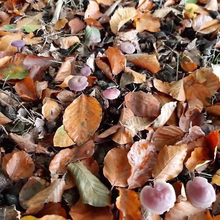 Ferienhaus De La Sabliere *